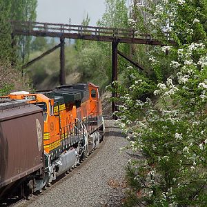 White flowers and BNSF