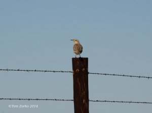 K&O Meadowlark_012214.jpg