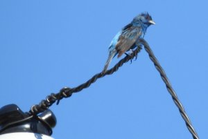 Indigo Bunting_1_081520.JPG