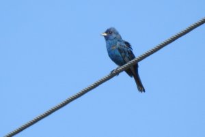 Indigo Bunting_2_081520.JPG