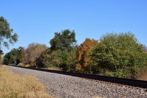Pretty Trees_2_101720.JPG