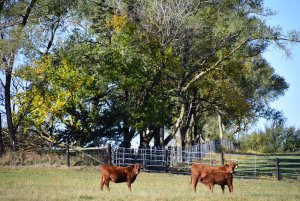Pretty Trees_3_101720.JPG