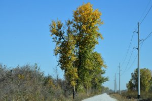 Pretty Trees_4_101720.JPG