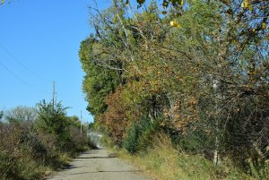 Pretty Trees_5_101720.JPG
