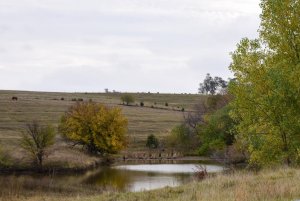 Pretty Trees_1_102120.JPG