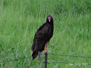 Turkey Vulture_052415.jpg