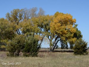 Pretty Trees_102515_v1.jpg