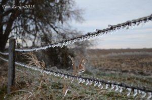 Ice on Fence_112815.jpg