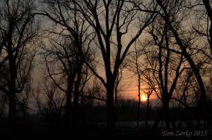 Sunset in the trees_012416.jpeg