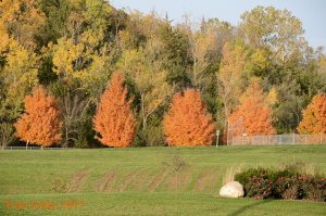 Fall Color_102117.jpg Fall Color_102117.jpg