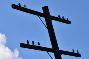 Insulators_091718.JPG