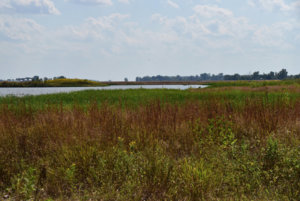 Prarie Grass_091718.JPG