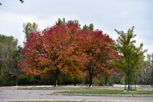 Pretty Trees_101418.JPG