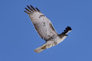 Hawk_4_021819.JPG