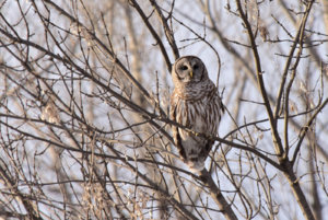 Owl_031119.JPG