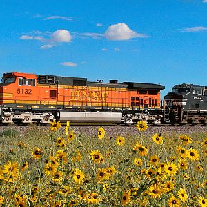 Sunflowers And BNSF