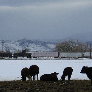 Heading South In Cow Country