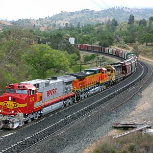 Warbonnet at Woodford