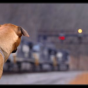 Railfan's Best Friend