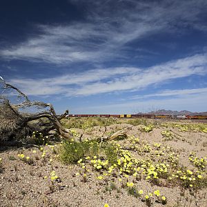 Blooming Desert