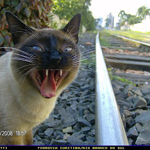 The Rail Cat