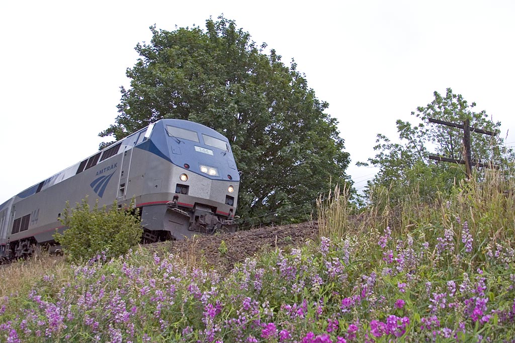 Amtrak Over Wildflowers