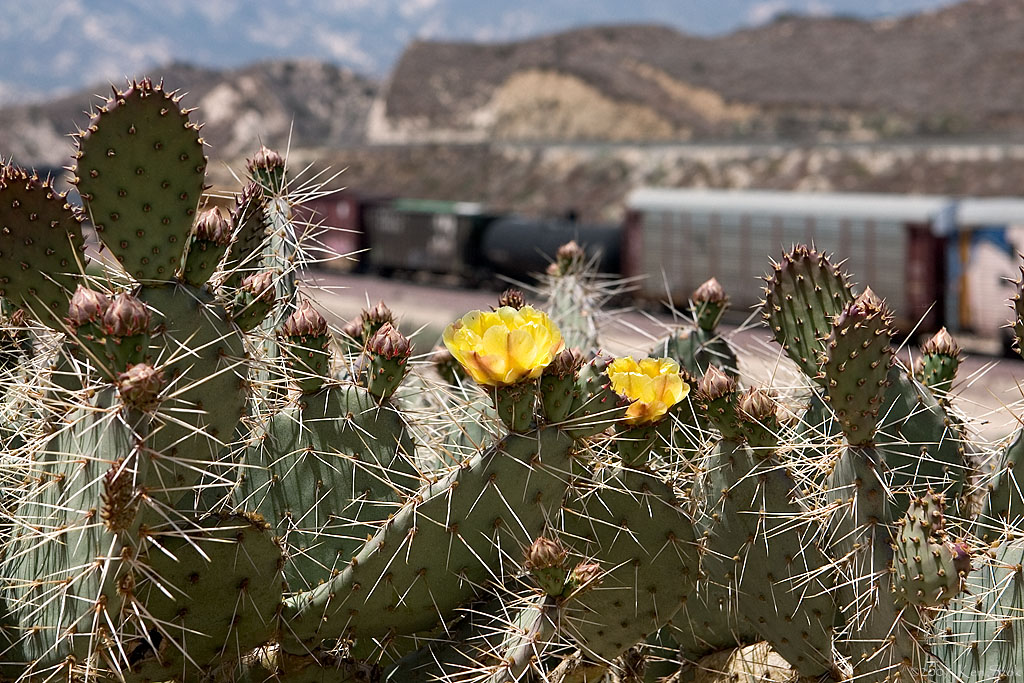 Cactus blooms w/ manifest passing by