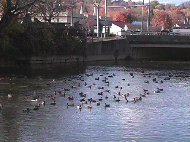 Ducks Invade the Shenango