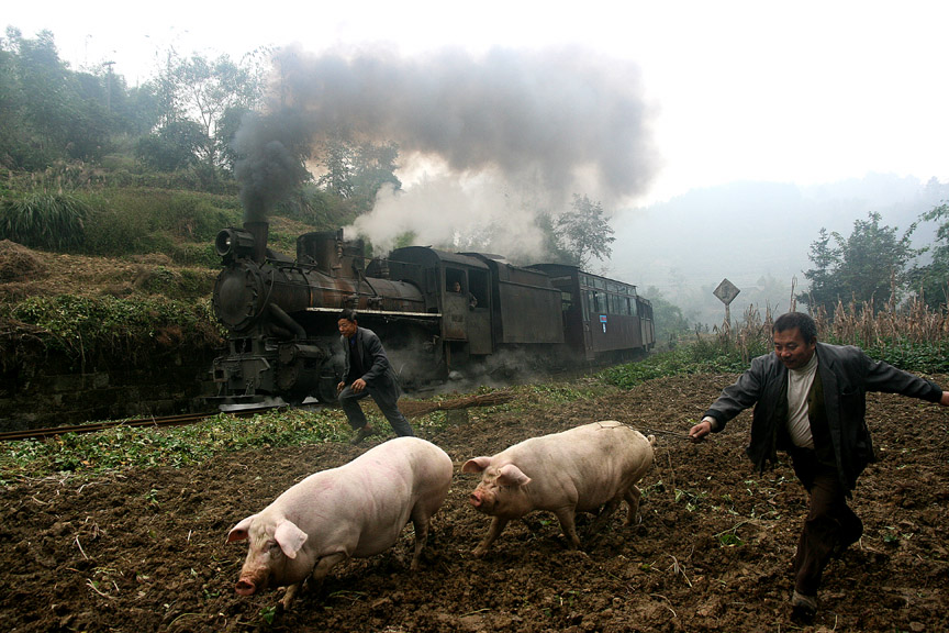 Pigs at Shibanxi
