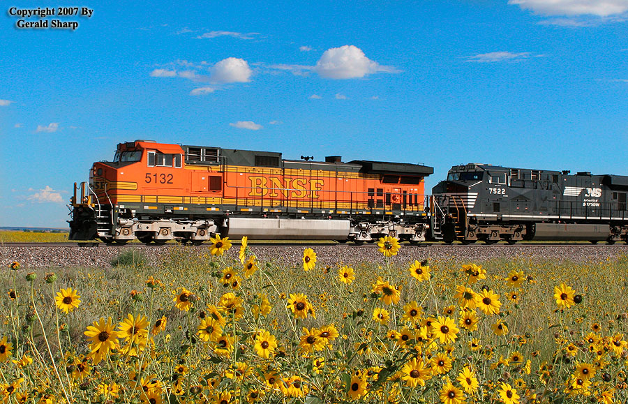 Sunflowers And BNSF