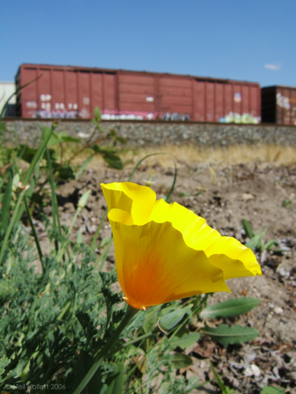 Trackside Poppy