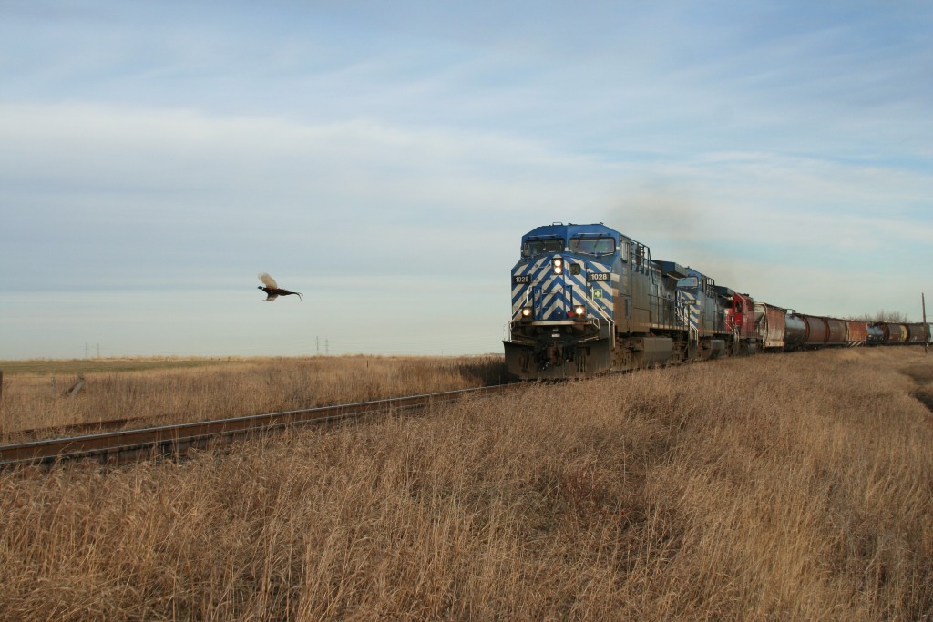 Westbound Grain Train at Shepard Alberta