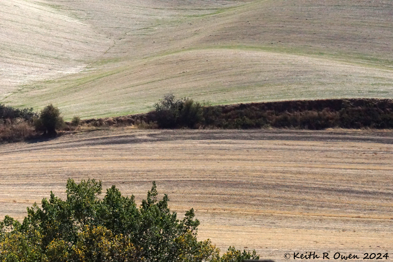 Abandoned NP/BN branch between Waitsburg and Walla Walla, WA