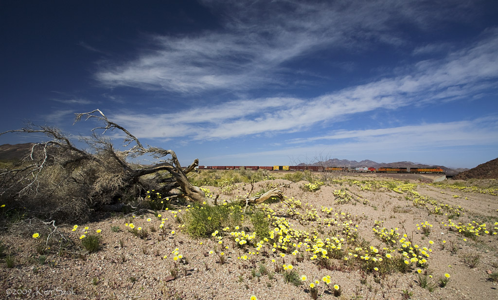 Blooming Desert