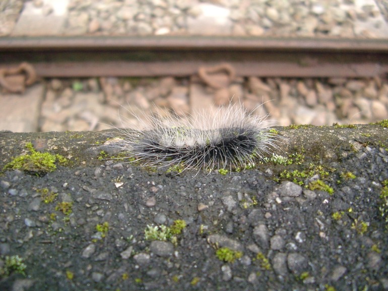 Caterpillar
