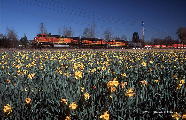 Daffodils BNSF