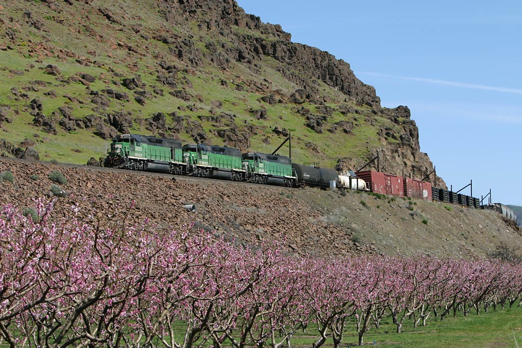 Geeps and Blossoms