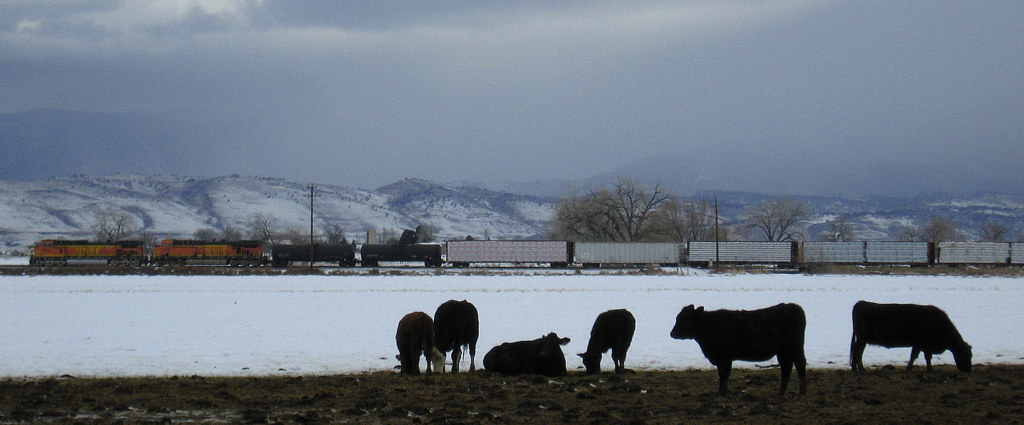 Heading South In Cow Country