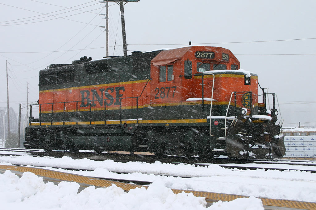 Snowy Geep