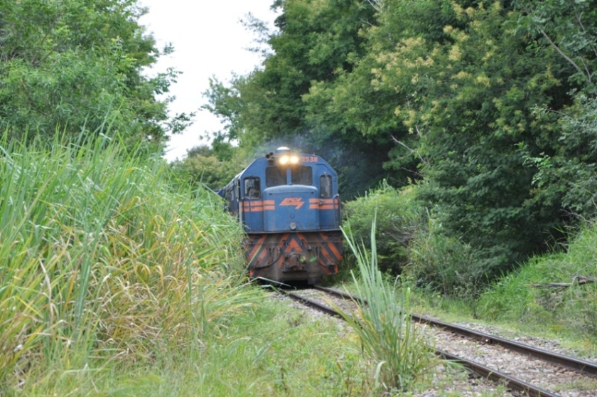 The jungle railroad