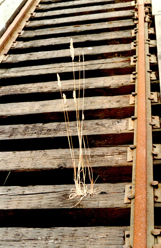 Track Grass