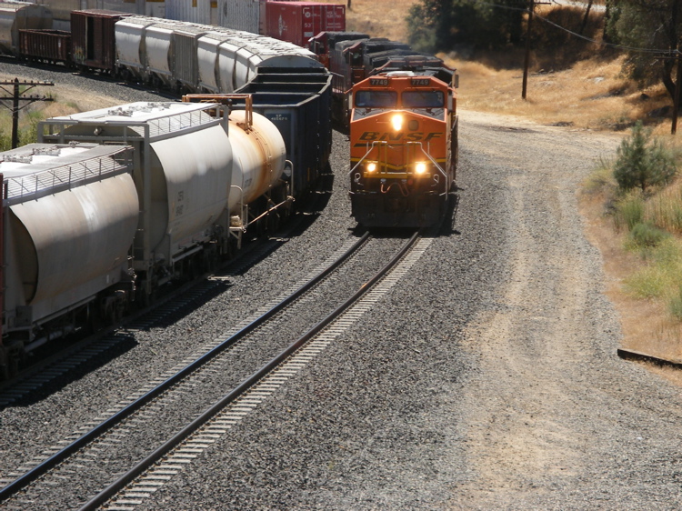 trains like fleas on a dog
