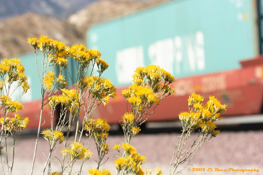 Yellow Rabbit Brush