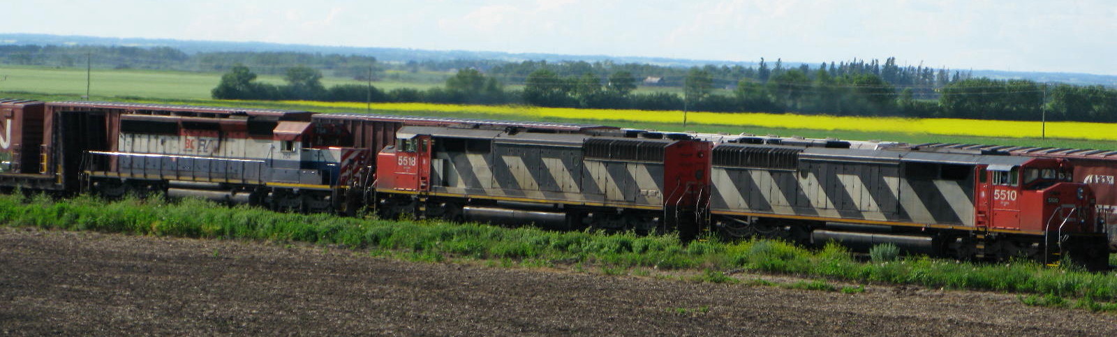 Zebras and a BC Rail